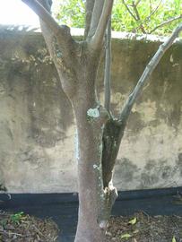            Bark (Winter Haven, FL)   