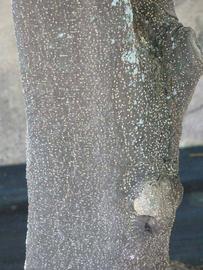            Bark (Winter Haven, FL)   