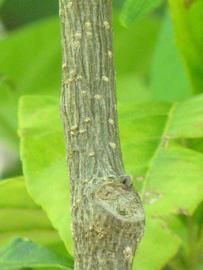            Second - third year twig (Winter Haven, FL)   