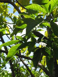            Shade leaves (Winter Haven, FL)   