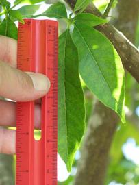            Leaflet (Winter Haven, FL)   