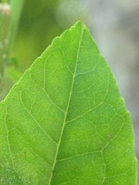            Margin (Winter Haven, FL)   