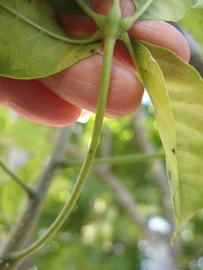              Petiole (Winter Haven, FL)       