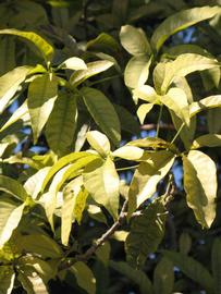            Sun leaves (Winter Haven, FL)   