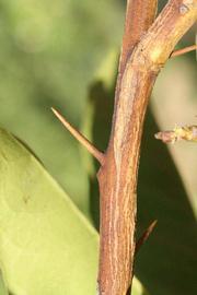              Second - third year twig (Riverside, CA)       