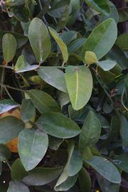              Shade leaves (Riverside, CA)       