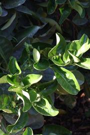              Sun leaves (Riverside, CA)       