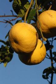            Fruit (Riverside, CA)   