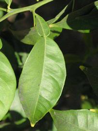              Unifoliolate leaf (Riverside, CA)       