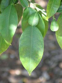              Unifoliolate leaf of  Citrus junos             (Yuzu, Riverside,   CA)       
