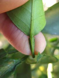              Petiole (Winter Haven, FL)       