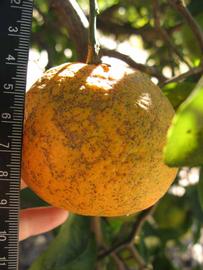            Fruit (Winter Haven, FL)   