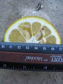            Fruit cross-section (Winter Haven, FL)   