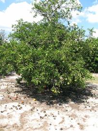            Habit (Winter Haven, FL)   