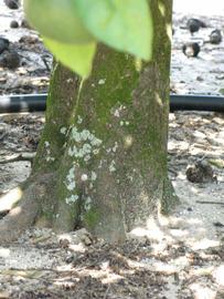            Bark (Winter Haven, FL)      