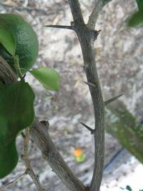              Second - third year twig (Winter Haven, FL)       