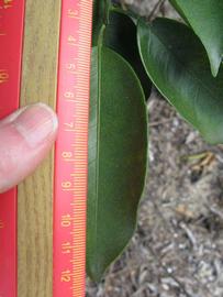              Unifoliolate leaf (Winter Haven, FL)       