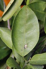              Unifoliolate leaf (Riverside, CA)       