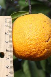            Fruit (Riverside, CA)   