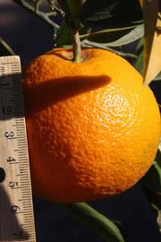            Fruit (Riverside, CA)   