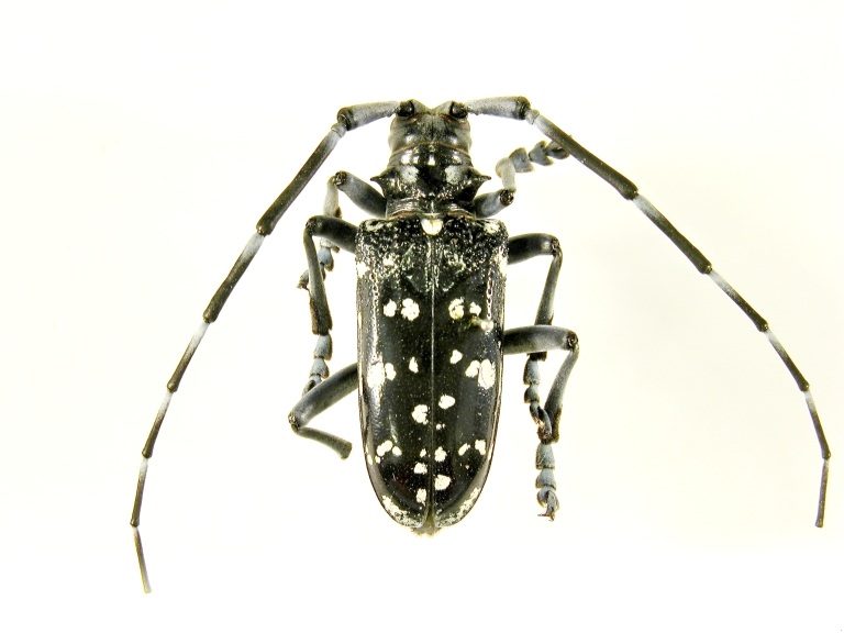  citrus long-horned beetle adult; photo courtesy of Pest and Diseases Image Library,  www.bugwood.org 
