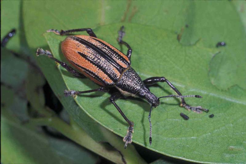  Diaprepres root weevil adult; photo by Lyle Buss, Department of Entomology and Nematology, University of Florida 