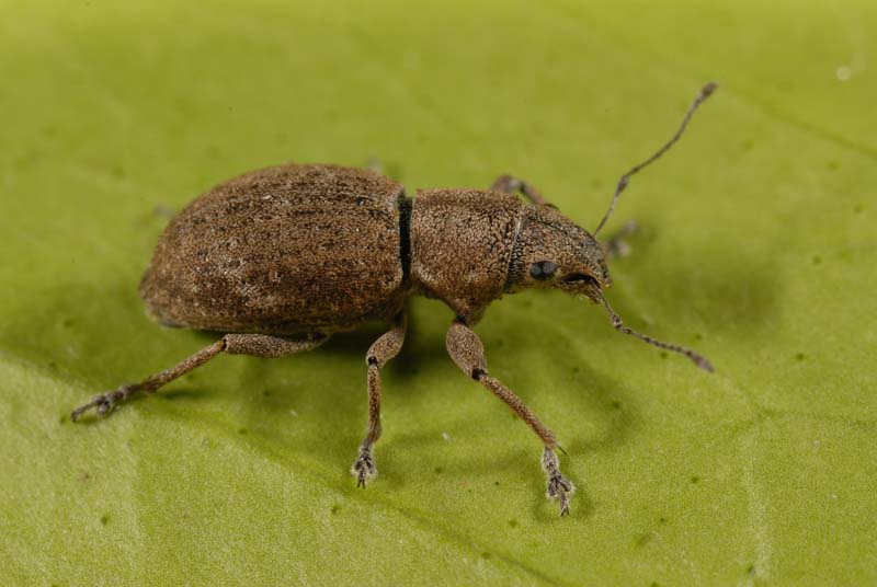  Fuller rose beetle.  Lyle Buss, Department of Entomology and Nematology, University of Florida <