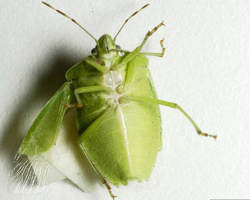 Southern Green Stink Bug 