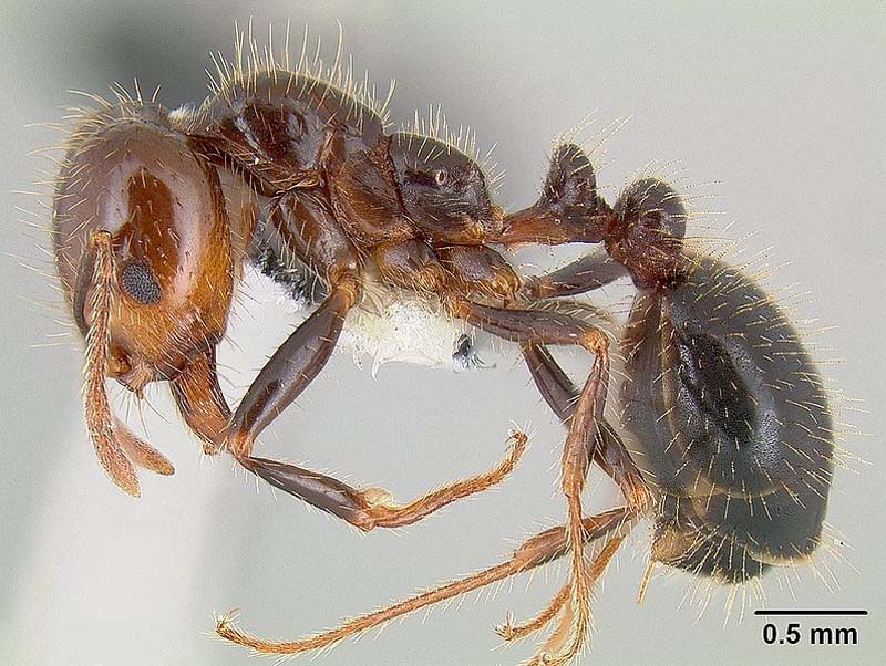  southern fire ant; photo by Micheal Branstetter,  http://www.antweb.org/ , Wikipedia
