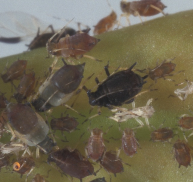  black citrus aphid immatures and adults; photo by Lyle Buss, Department of Entomology and Nematology, University of Florida 
