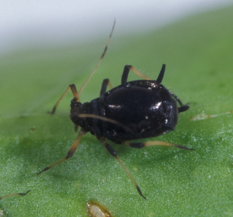  brown citrus aphid; photo by Paul Choate, Department of Entomology, University of Florida 