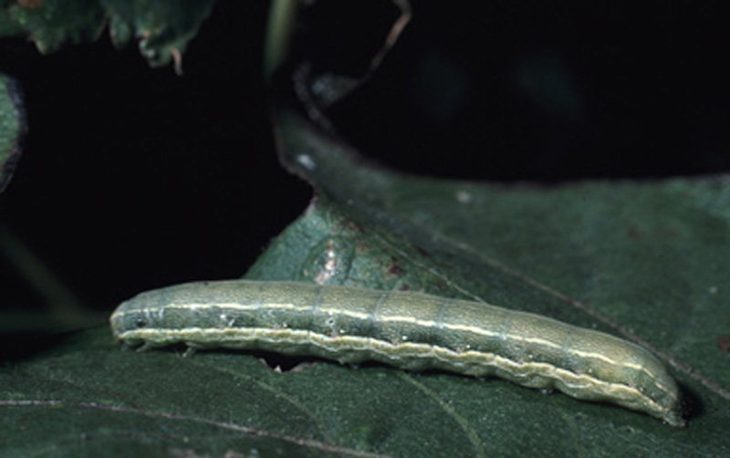  Beet armyworm larva; photo by Alton N. Sparks, Jr., University of Georgia, www.bugwood.org 