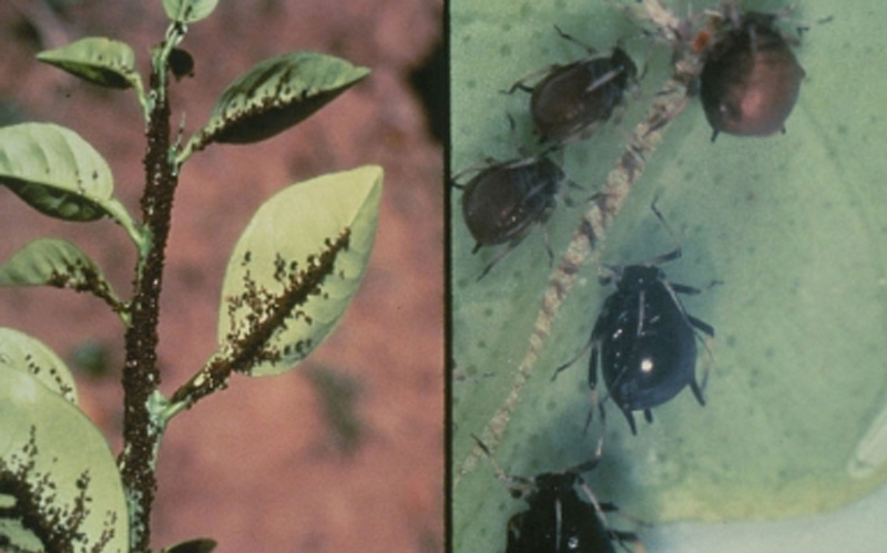 brown citrus aphids; photo courtesy of Florida Division of Plant Industry Archive, Florida Department of Agriculture and Consumer Services,  www.bugwood.org 
