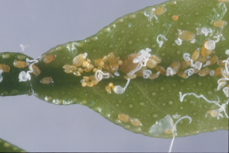   Asian citrus psyllid eggs and nymphs; photo by Lyle Buss, Department of Entomology and Nematology, University of Florida 