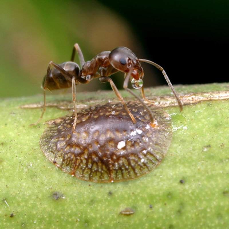  Argentine ant tending a scale; photo by Alex Wild,  http://www.alexanderwild.com 
