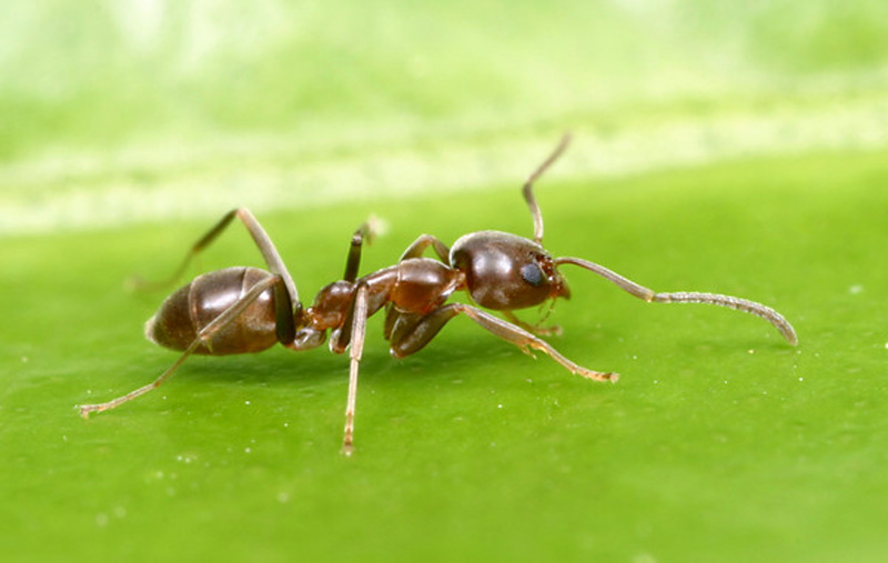  Argentine ant; photo by Alex Wild,  http://www.alexanderwild.com 

