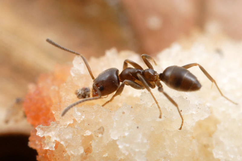  Argentine ant; photo by Alex Wild,  http://www.alexanderwild.com 
