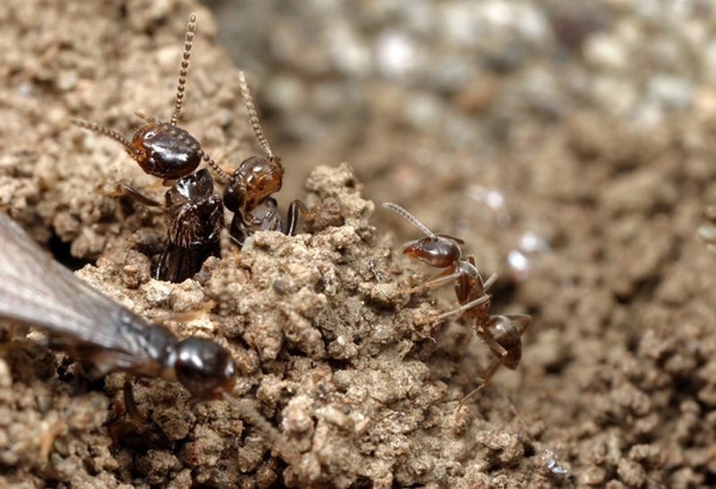  Argentine ant, adults and winged alates; photo by Alex Wild,  http://www.alexanderwild.com 
