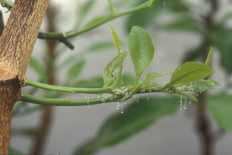  Asian citrus psyllid nypmhs; photo by Lyle Buss, Department of Entomology and Nematology, University of Florida 