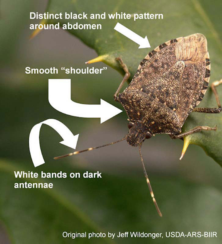  diagnostic characteristics of the brown marmorated stink bug; photo by Jeff Wildonger, USDA-ARS-BIIR  