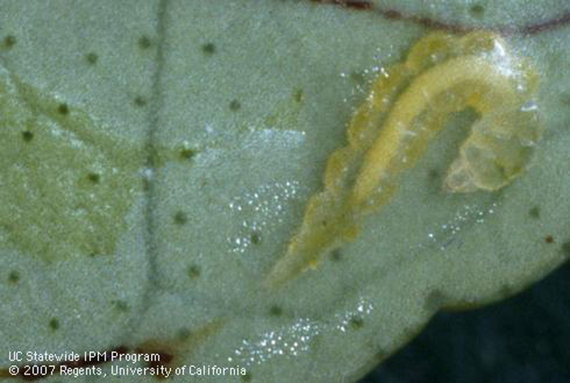 Citrus Leafminer Citrus Pests 2012