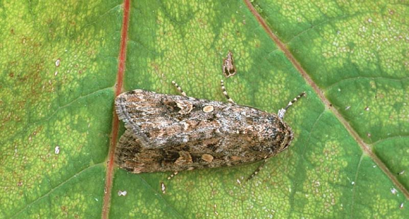  beet armyworm moth adult; photo by Paul Harris,  www.bugwood.org 
