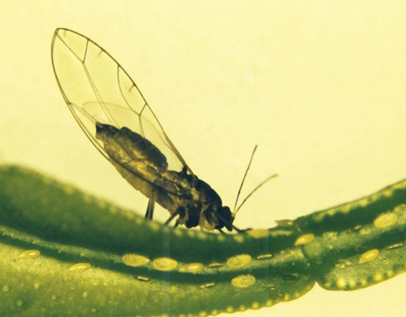  African citrus psyllid adult in characteristic feeding position; photo by S.P. van Vuuren, Citrus Research International,  www.bugwood.org 

