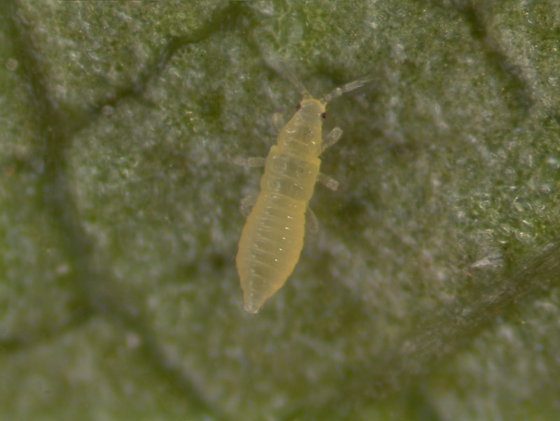 Chilli thrips | Citrus Pests