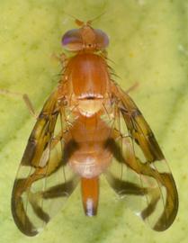  female Caribbean fruit fly adult; photo by Jeffrey W. Lotz, courtesy ofDr. Gary Steck, Florida Department of Agriculture and Consumer Services 