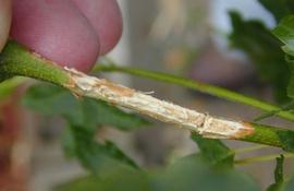  citrus long-horned beetle adult feeding damage; photo courtesy of Pest and Diseases Image Library,  www.bugwood.org 
