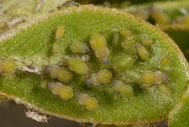  spirea aphids; photo by Lyle Buss, Department of Entomology and Nematology, University of Florida 