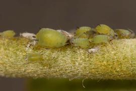  spirea aphids; photo by Lyle Buss, Department of Entomology and Nematology, University of Florida 