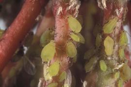  spirea aphids; photo by Lyle Buss, Department of Entomology and Nematology, University of Florida 