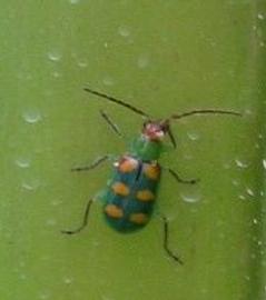  cucurbit beetle adult; photo by Horst, orchidsonline.com.au 